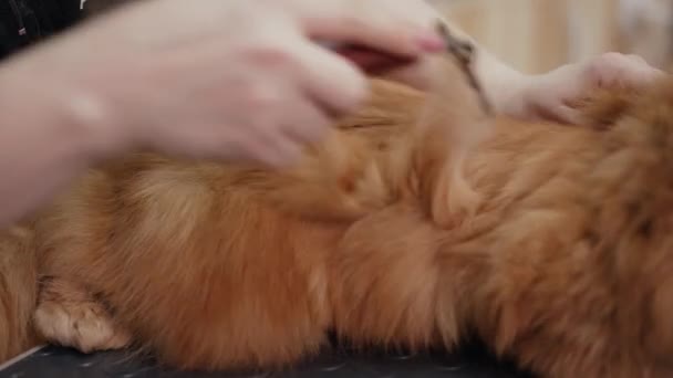 发型师用刷子刷猫毛 — 图库视频影像
