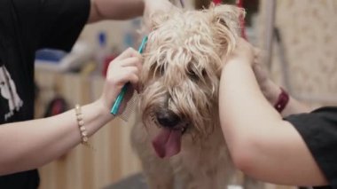 Bir köpek saçını profesyonel bir tımarcıya kestiriyor..
