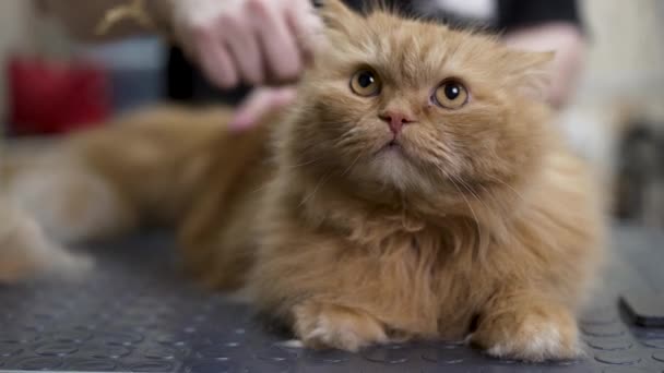 一只猫正在被一个专业的美容师理发 — 图库视频影像