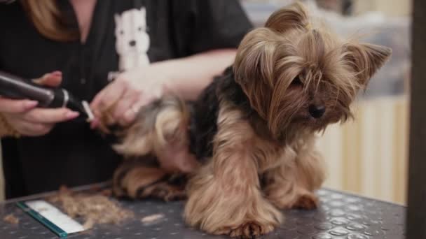 Ein Hund Lässt Sich Von Einem Professionellen Pfleger Die Haare — Stockvideo