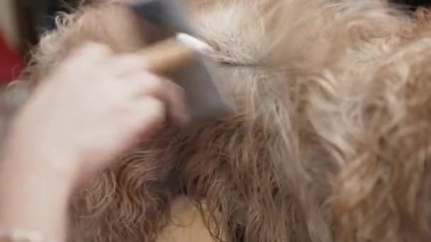 Pfleger Trocknen Und Kämmen Hundehaare Mit Haartrockner — Stockvideo