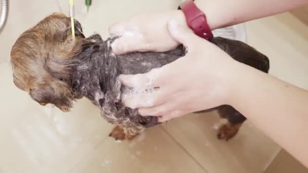 Eine Person Wäscht Einen Hund Unter Der Dusche — Stockvideo