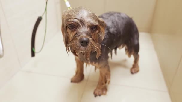 Pies Myjący Się Pod Prysznicem — Wideo stockowe