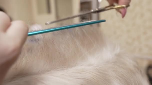 Собака Розрізає Волосся Професійним Громером — стокове відео