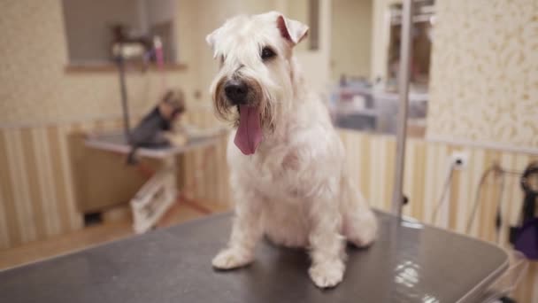 Söt Vit Hund Efter Grooming Salongen — Stockvideo