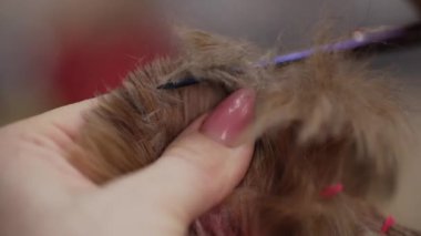 Bir köpek saçını profesyonel bir tımarcıya kestiriyor..