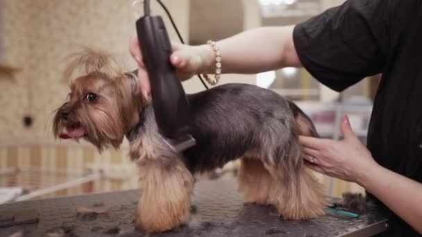 Yorkshire Terrier Toiletteur — Video