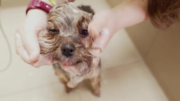 Uma Pessoa Está Lavando Cachorro Chuveiro — Vídeo de Stock