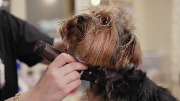 约克夏犬在美容师 — 图库视频影像