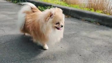 Küçük kahverengi ve beyaz bir köpek bir parkta tasmayla yürüyor. Köpek çevresini keşfediyor, toprağı kokluyor ve kuyruğunu mutlu bir şekilde sallıyor..
