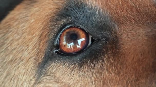 Video Showcases Detailed View Dogs Captivating Brown Eye — Stock Video