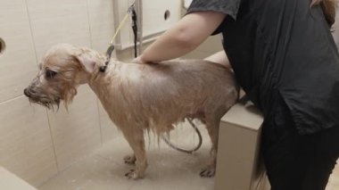 Bir kişi duşta bir köpeği yıkıyor. Köpek sakince duşta duruyor. Kişi nazikçe köpürüyor ve kürkü duruluyor..