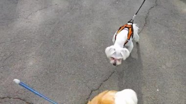İki köpekle karşılaşmak, birbirini tanımak, birbirini koklamak.