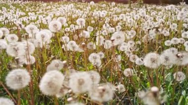 Dandelions alan bir sürü