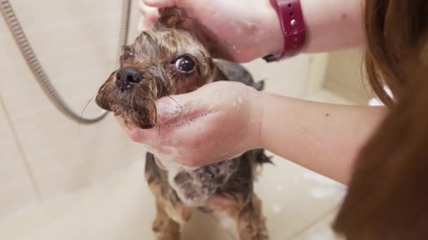 Una Persona Está Lavando Perro Una Ducha — Vídeos de Stock