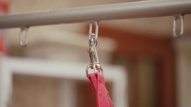 Kuaförde evcil hayvanlar için tasmalı karabina