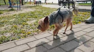 Parkta küçük kahverengi bir köpek tasmayla yürüyor. Köpek çevresini keşfediyor, toprağı kokluyor ve kuyruğunu mutlu bir şekilde sallıyor..