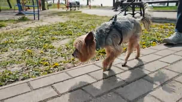 Mały Brązowy Piesek Spaceruje Smyczy Parku Pies Bada Swoje Otoczenie — Wideo stockowe