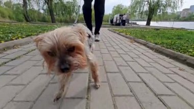 Parkta küçük kahverengi bir köpek tasmayla yürüyor. Köpek çevresini keşfediyor, toprağı kokluyor ve kuyruğunu mutlu bir şekilde sallıyor..