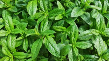 bahçede büyüyen taze nane