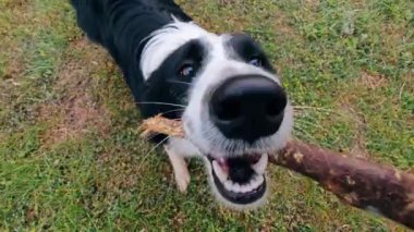 Bir köpek doğada sahibiyle oynar.