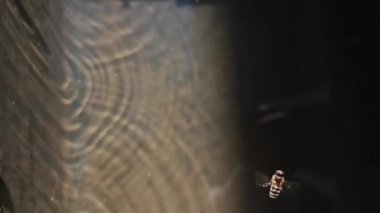 Arılar suda ağır çekimde uçar.