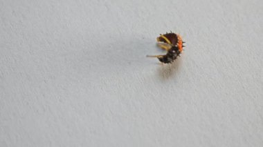 Beyaz arka planda sürünen küçük bir hata