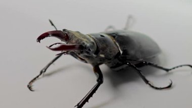 Stüdyoda bir böceğin portresi.