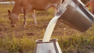 Çiftçi gün batımında bir inek ile çayırın arka planına süt döker.
