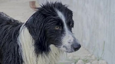 Sokakta yağmurdan sonra üzgün ıslak köpek