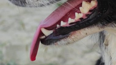 Dilini çıkarmış nefes köpek