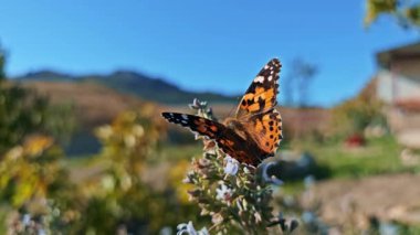 Parlak bir bahçede, turuncu ve siyah kanatlı canlı bir kelebek, özenle tünemiş çiçeklere tünemiş..