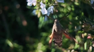 Sinekkuşu şahin güvesi Macroglossum stellatarum besleyici nektar.