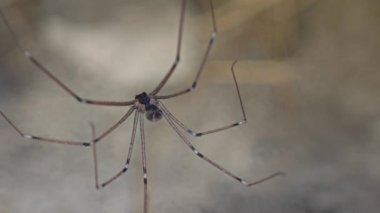 Ev örümceği ağda oturuyor