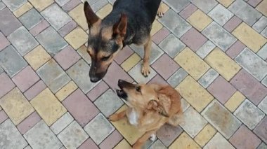 Oyuncu bir köpek yavrusu anne köpeğiyle vakit geçirir, bağ kurar ve birlikte eğlenir.