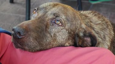 Yalvaran gözleri olan bir köpek sahibine bakar, üzüntü ve özlem duygularını ifade eder..