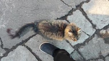 Azimli bir kedi insan bacaklarına yaslanır, yüksek sesle miyavlarken pençeleriyle tırmanmaya çalışır, ilgi ya da yiyecek arar..