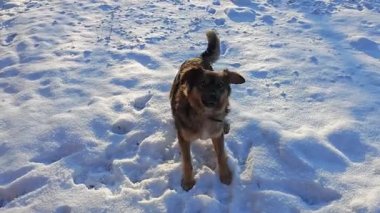 Enerjik bir köpek taze karların içinden atlar, neşeyle havlar, nefesi soğuk havada berrak bir kış gökyüzünün altında görünür.