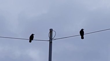 Bir karga telden ayrılır, kanatları açılır, yoldaşı durgun kalır, özgürlüğe karşı kentsel durgunluk