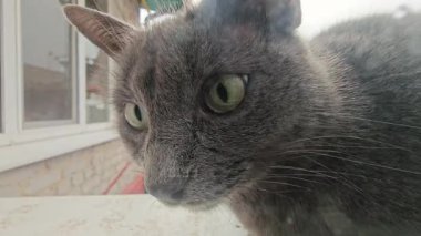 Gri kürklü bir kedi cama yaslanır, gözleri sıcaklığı ve dışarıdaki serin havadan korunmak için yalvarır.