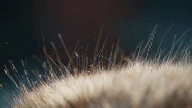 Hafif bir esintinin altında hafifçe dalgalanan bir kedinin yakın çekimi, doğa ve hayvan arasındaki hassas dokuyu ve barışçıl etkileşimi yakalıyor..