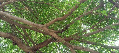 Dal ve yapraklar eski büyük ağaç