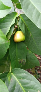 Ağaçtaki Guava meyvesinin birçok yaprağı vardır.