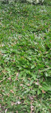 Yeşil çim dokusu kadar kapatın