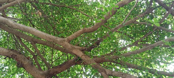 Dal Yapraklar Eski Büyük Ağaç — Stok fotoğraf