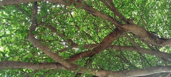 Ast Und Blätter Alter Großer Baum — Stockfoto