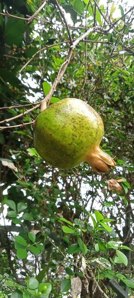 Green Pomegranate Tree — Stock Photo, Image