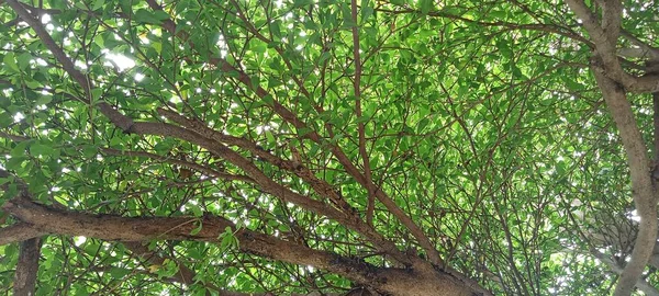 Ramo Folhas Árvore Grande Velha — Fotografia de Stock