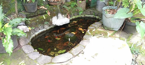 Kleine Vis Vijver Het Tuin — Stockfoto