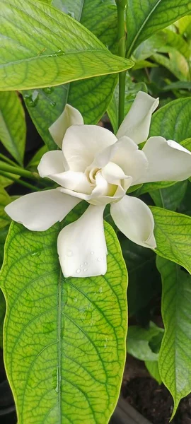 stock image beautiful white flower blooming